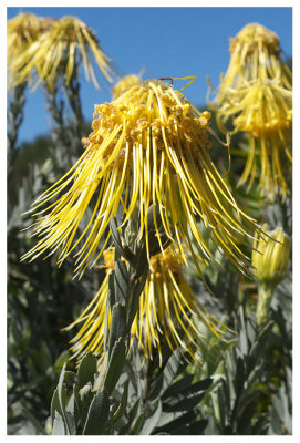 Leucospermum reflexum var. luteum