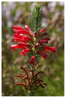 Erica mammosa