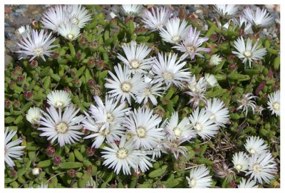 Delosperma herbeum