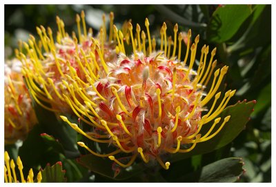 Leucospermum