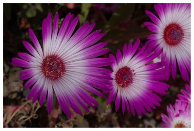 Dorotheanthus bellidiformis