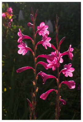 Watsonia