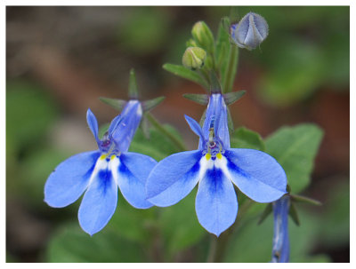 Lobelia aquaemontis