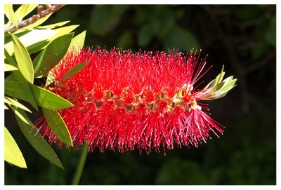 Callistemon salignus