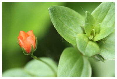 Anagallis arvensis