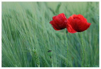 Papaver rhoeas