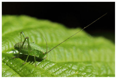 Tettigoniidae spec.