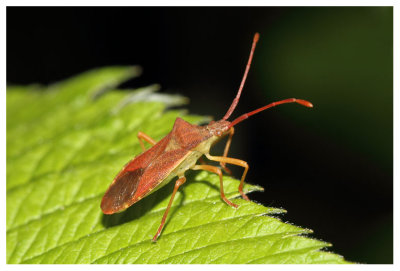 Coreidae sp.