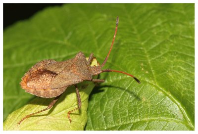 Gyromastes rhombea