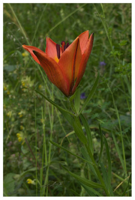 Lilium bulbiferum subsp. croceum