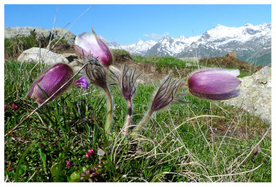 Pulsatilla vernalis