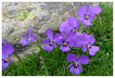 Viola calcarata subsp. calcarata
