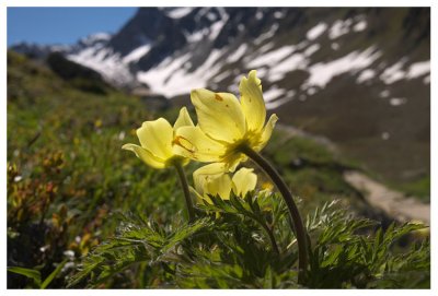 Pulsatilla alpina subsp. apiifolia