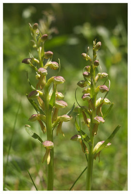 Coeloglossum viride