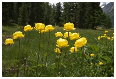 Trollius europaeus