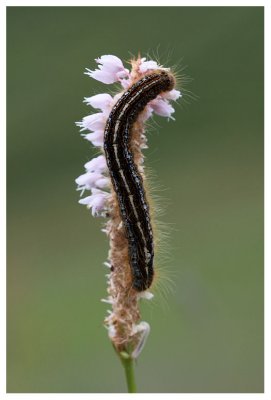 Malacosoma neustria