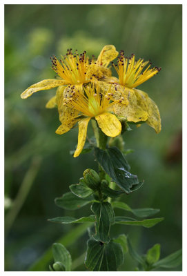 Hypericum richeri