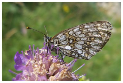 Melitaea diamina