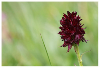 Nigritella rhellicani