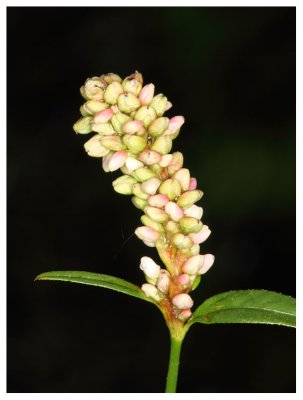 Polygonum persicaria