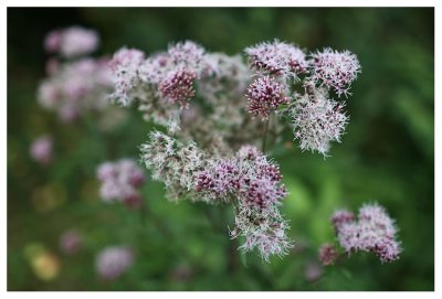 Eupatorium cannabinum