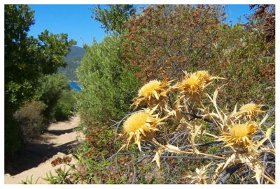 Carlina corymbosa