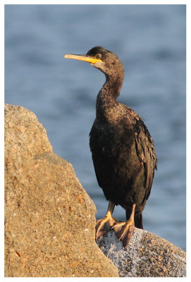 Great Cormorant