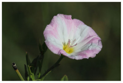 Calystegia soldanella