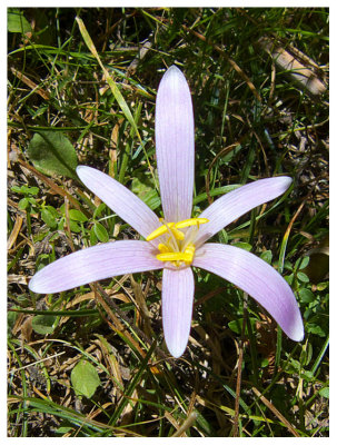 Colchicum autumnale