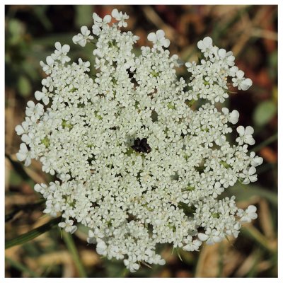 Daucus carota