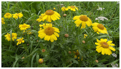 Chrysanthemum segetum