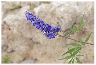 Vitex agnus-castus