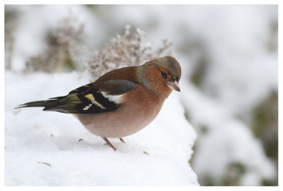 Chaffinch (male)