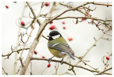 Great Tit