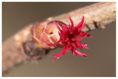 First sign of spring: Flowering Hazel bud
