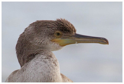 Great Cormorant (juv) 