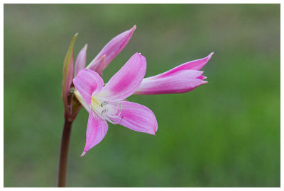 Amaryllis belladonna