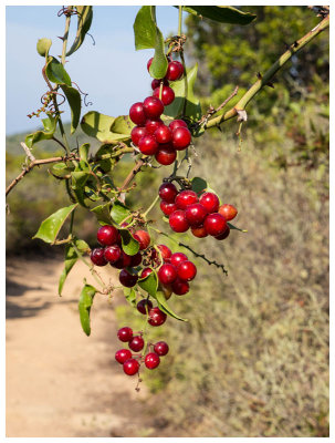 Smilax aspera  