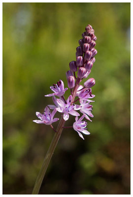 Scilla autumnalis  