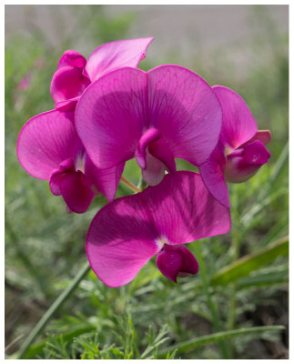 Lathyrus latifolius 