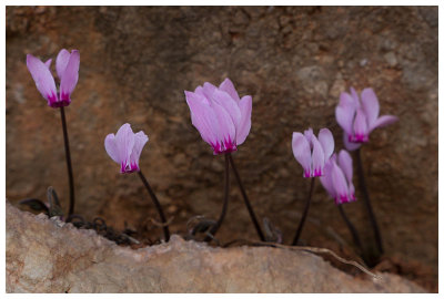 Cyclamen hederifolium 