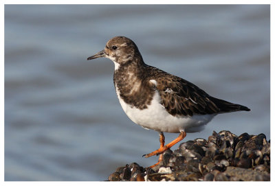 Turnstone