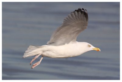 Herring Gull