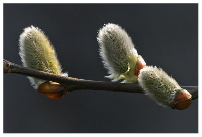 Willow catkins