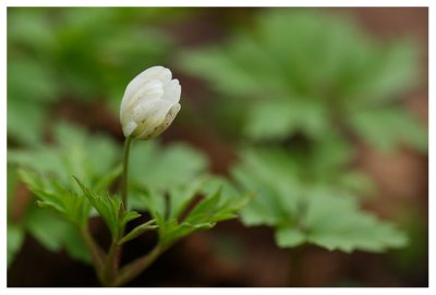 Anemone nemorosa