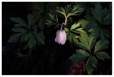 Anemone nemorosa