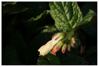 Symphytum tuberosum