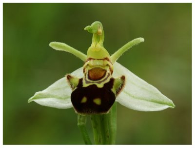 Ophrys apifera