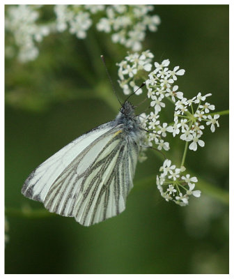 Pieris napi