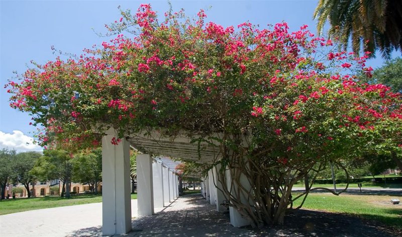 Downtown Park